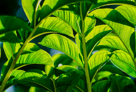 feuilles de konjac