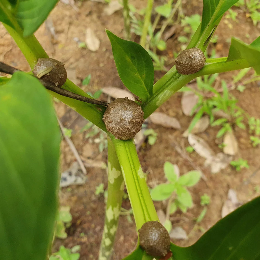 Konjac : L’Aliment Minceur Incontournable pour une Perte de Poids Efficace