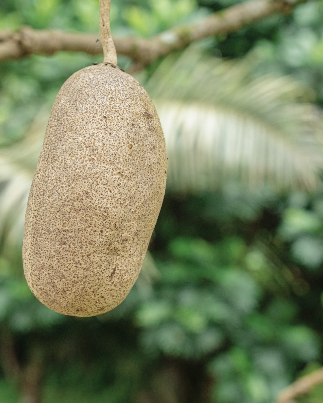 fruit kigelia soin raffermissant naturel peau