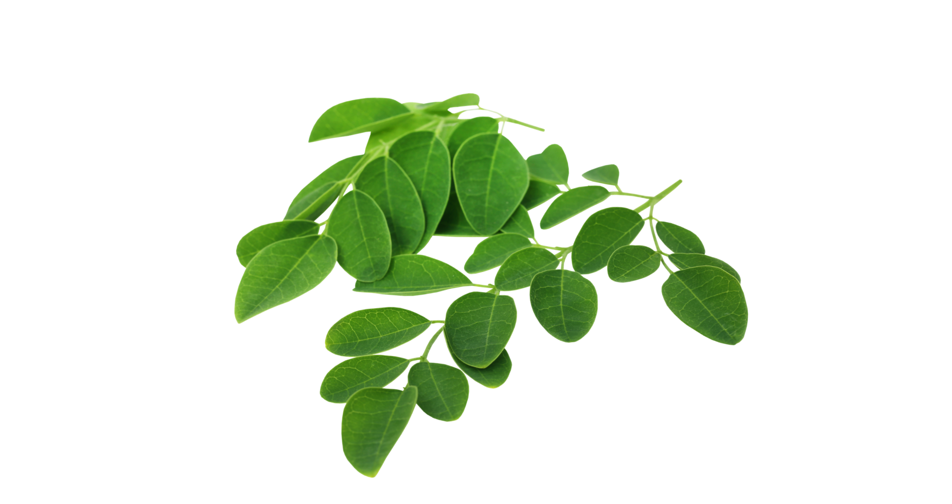 Image de Moringa