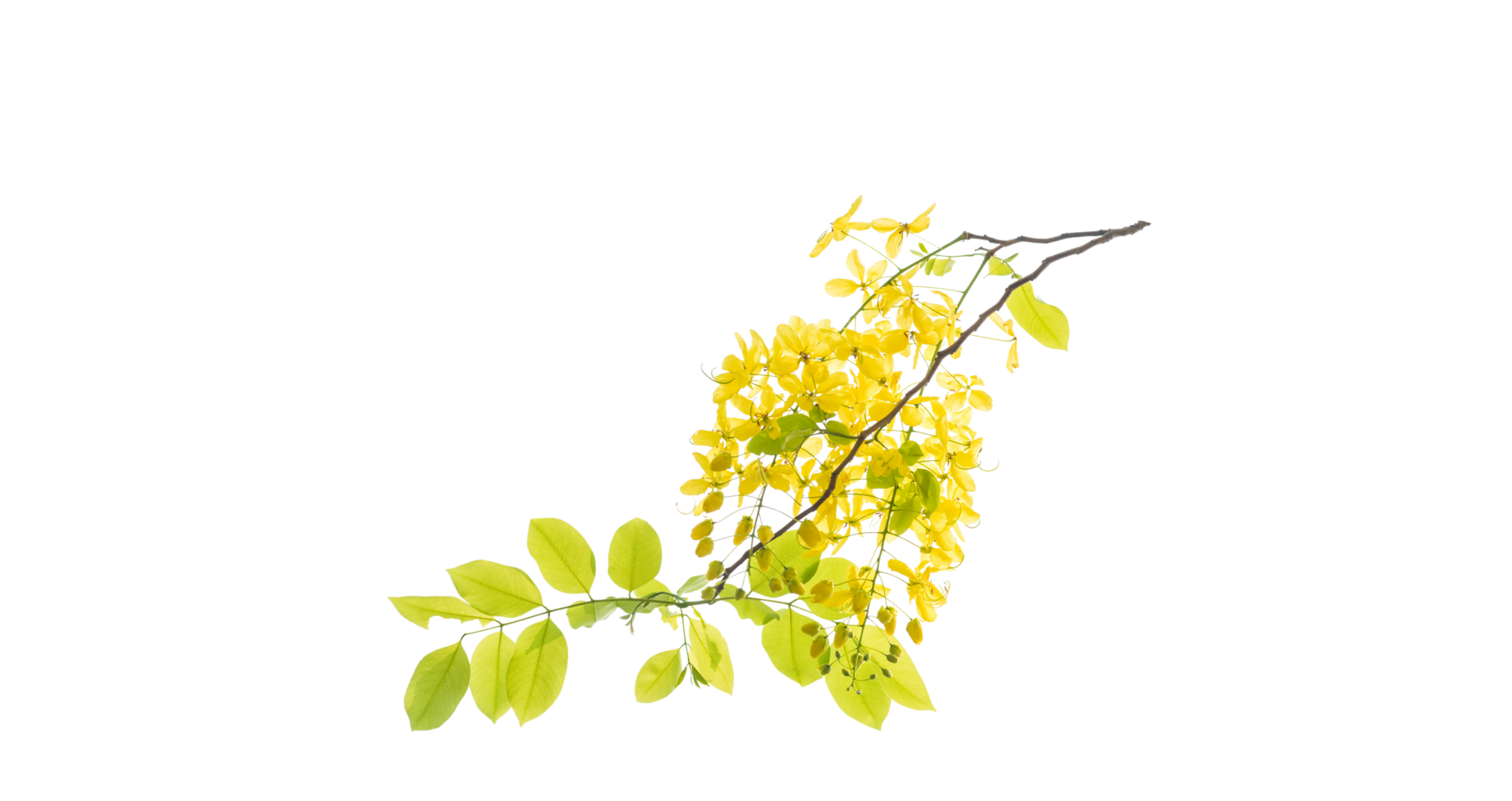 Image de graines de cassia