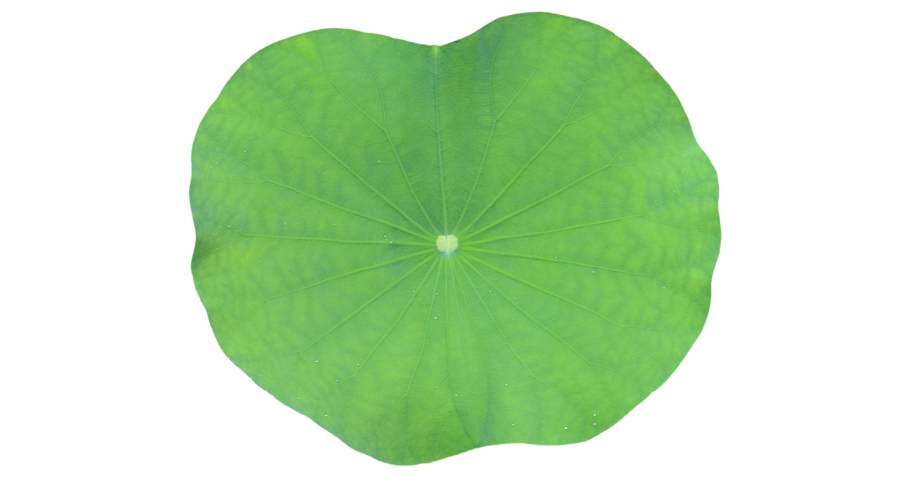Image feuille de lotus